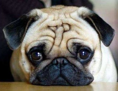 分析养巴哥犬的优缺点（巴哥犬好养吗）