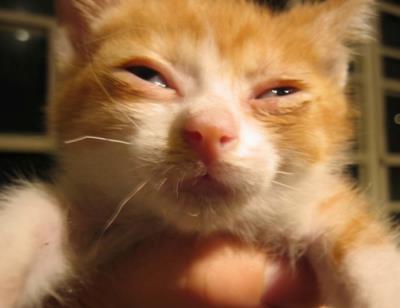 小猫感冒了怎么办（怎么照顾生病的猫咪）