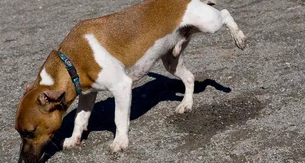 地上喷什么可以防止狗尿？方法在这里