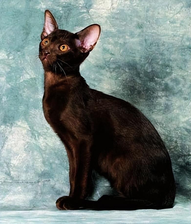 猫的图片大全大图侧面（看图识小猫猫品种大全）