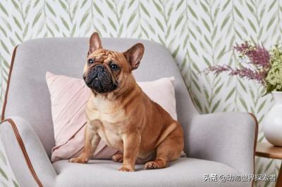 中国十大最受欢迎犬种（十大最受欢迎的家庭犬种）