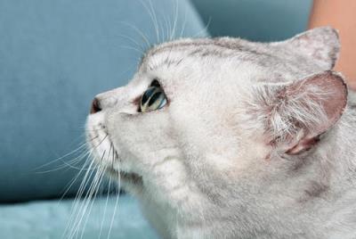 猫一只眼睛有点睁不开怎么办（猫一只眼睛有脓黄眼屎）