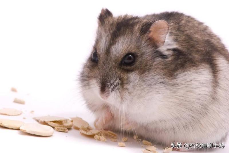仓鼠会嫌弃笼子小而生气吗(详解:让仓鼠感到舒服的动作)