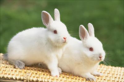 在家养兔子的注意事项
