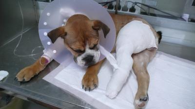 狗狗便秘怎么办（狗狗便秘拉不出来怎么办）