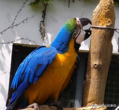 玄凤鹦鹉多大教他说话（刚开始怎么教鹦鹉说话）