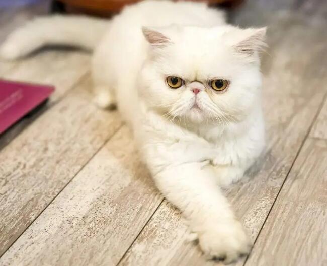 12种最适合懒人养的猫