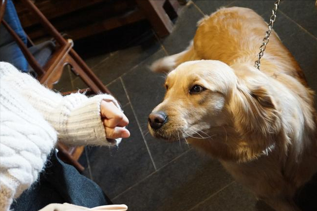 女人为什么不能养金毛(不建议养金毛的6大原因)