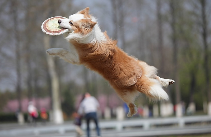 哈巴狗怎么训练(详解:训练哈巴狗技巧)