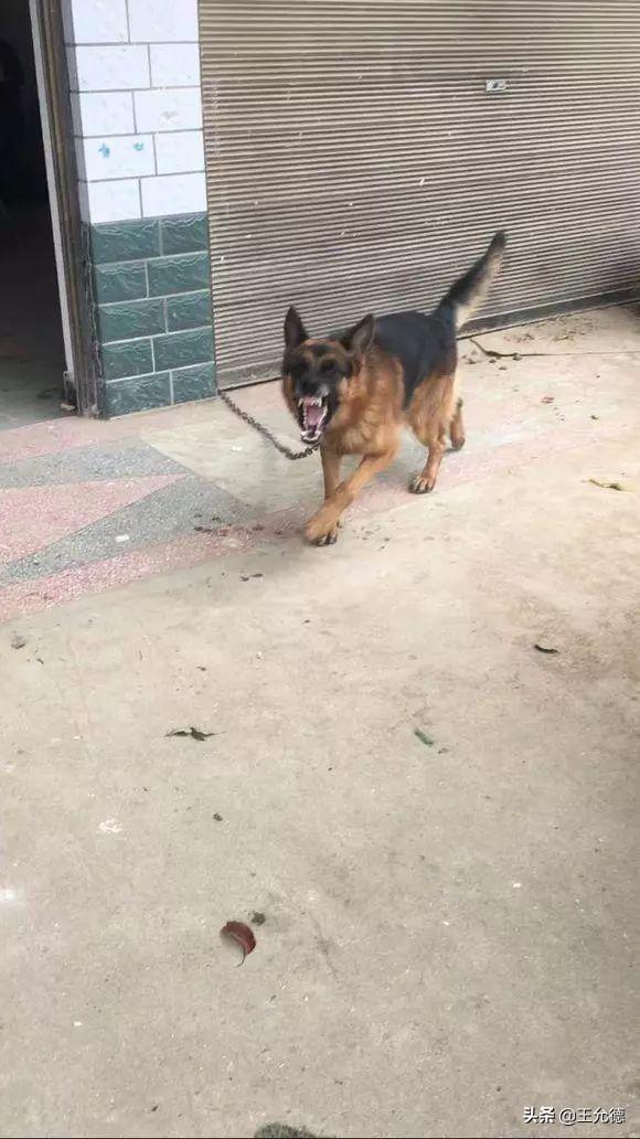 细数德牧6大被禁的原因（德国牧羊犬为什么禁养）