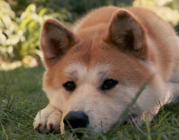 训练秋田犬的基本步骤（怎样训练秋田犬）