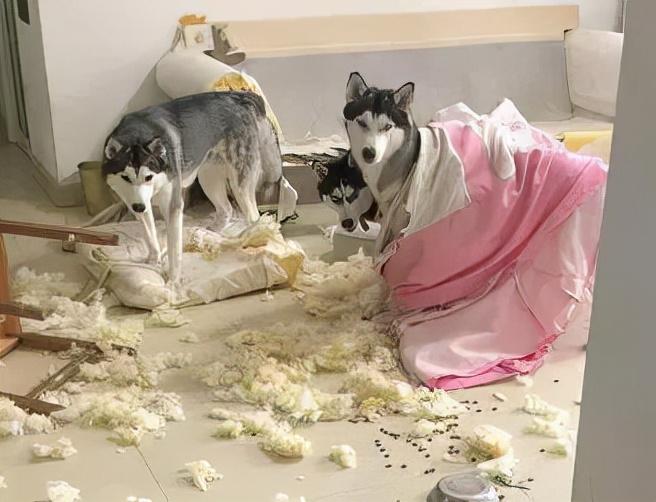 第一次养什么狗比较好（适合新手养的狗狗推荐）