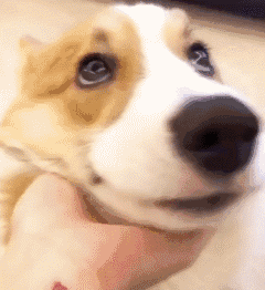 柯基犬怎么喂养（告诉你养柯基的七大好处）