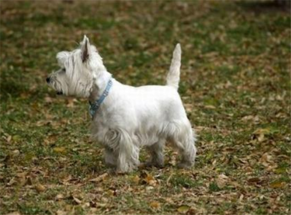 西里汉梗的体重大约是多少