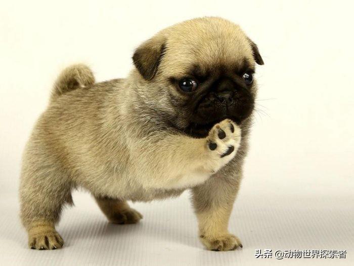 母狗萌萌（最萌小狗图片大全）