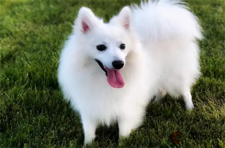 银狐犬也是牧羊犬哦