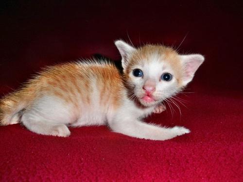 打三联猫承受不来会死嘛