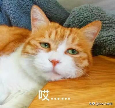 猫咪不吃东西是怎么回事