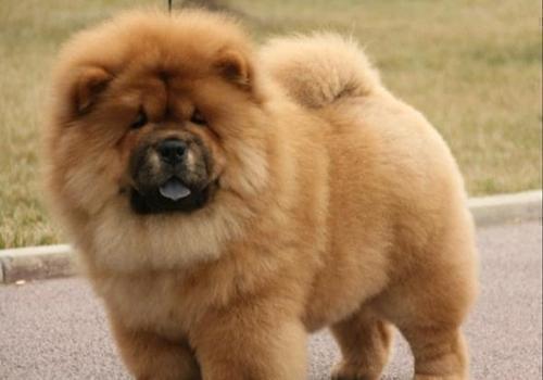 盘点十种好养的狗狗（养什么狗最省心）