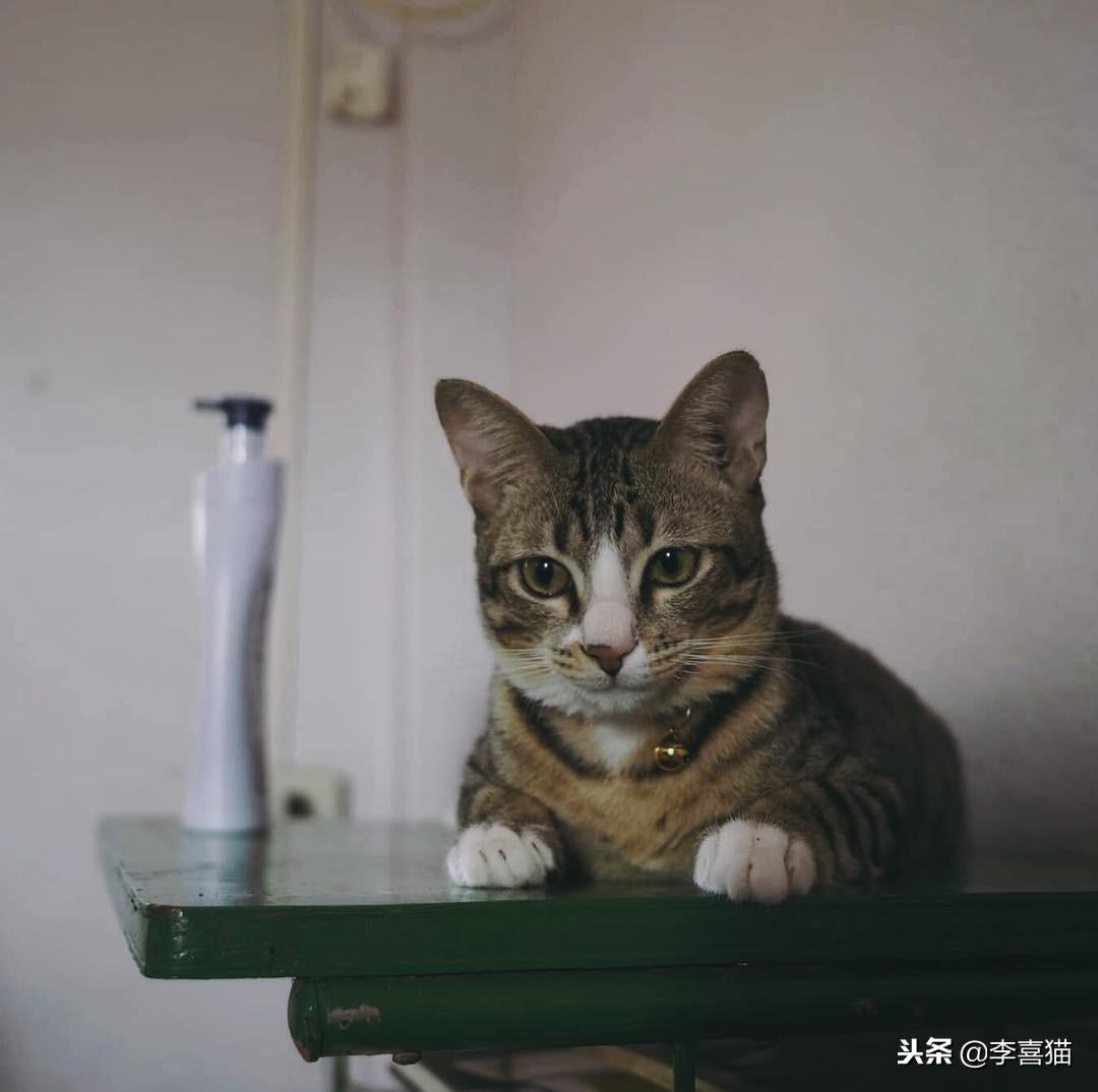 公猫绝育后一直不吃饭（猫绝育后食欲不振和嗜睡持续3天立即就医）