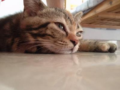 小猫感冒了怎么办（怎么照顾生病的猫咪）