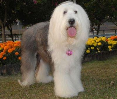 宠物犬排名及图片大全（宠物犬种类大全及名称）