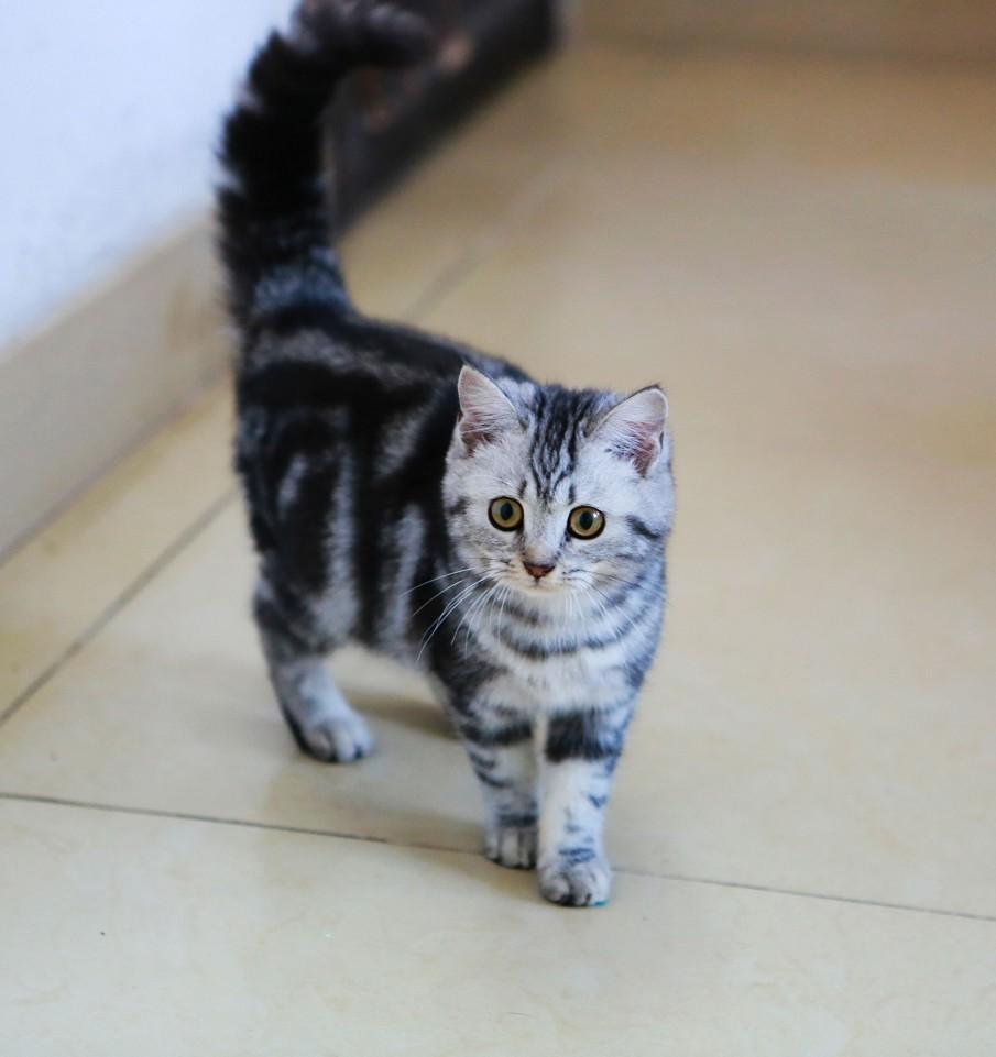 猫的图片大全大图侧面（看图识小猫猫品种大全）