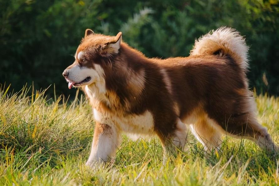 阿拉斯加饲养正确方法（阿拉斯加犬怎么喂养）