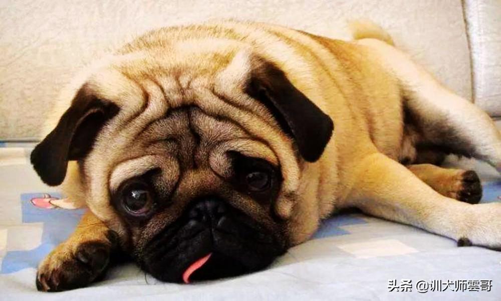 十种脾气好的小型犬介绍（小型犬哪个聪明好养）