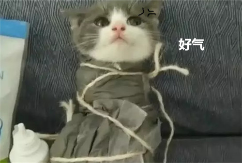 猫为什么会越打越亲人（详解：猫更黏我更亲近的原因）