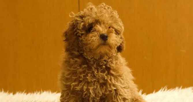 不能当面清理狗大便(不能当狗的面清理狗狗大便的几个原因)