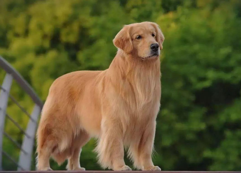 金毛犬怎么挑选（详解：挑选纯种金毛犬的技巧）