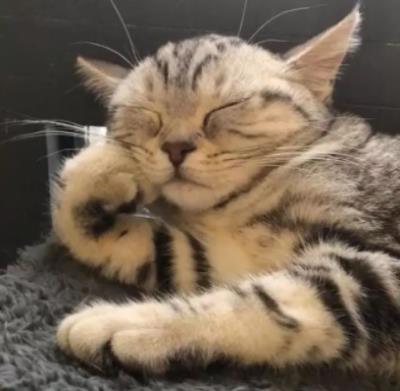 猫咪舔主人的手脚是什么意思