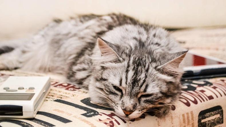 猫可以吃面包吗（附：宠物猫的饮食禁忌）