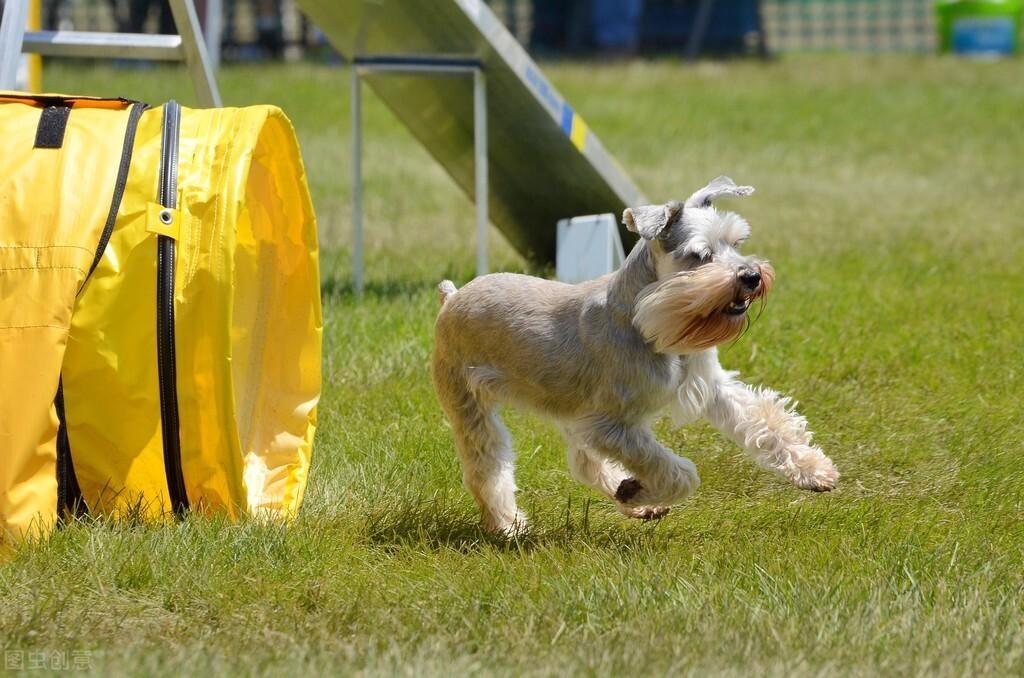受欢迎的10种小型犬寿命有多长（附：小型犬品种大全图）
