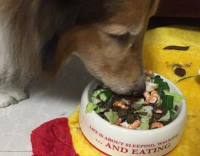 狗狗可以吃虾吗