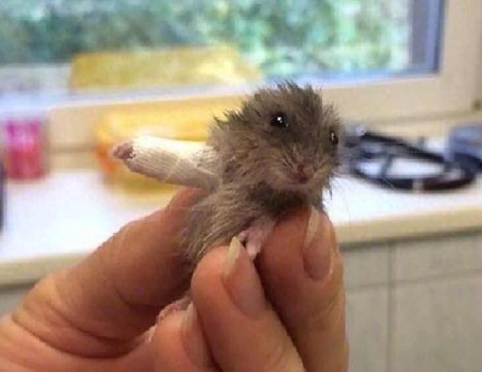 怎么判断仓鼠哭了呢(仓鼠哭的表现详解)