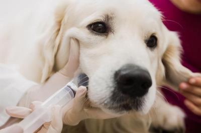 狗狗得什么病会引起大量喝水