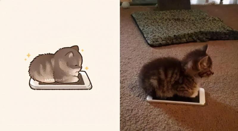 治愈人的猫咪图片合集（盘点抖音最火的猫猫头像）