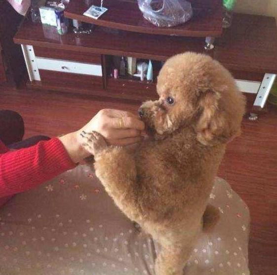 了解训练泰迪的5大详细技巧(详解:如何训练泰迪狗狗)