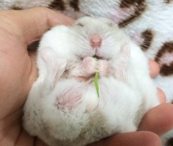 仓鼠摸哪儿才会越来越乖