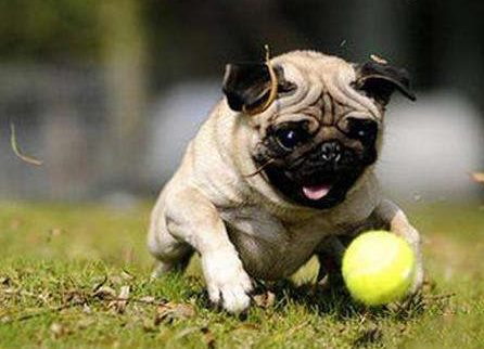 分析养巴哥犬的优缺点（巴哥犬好养吗）