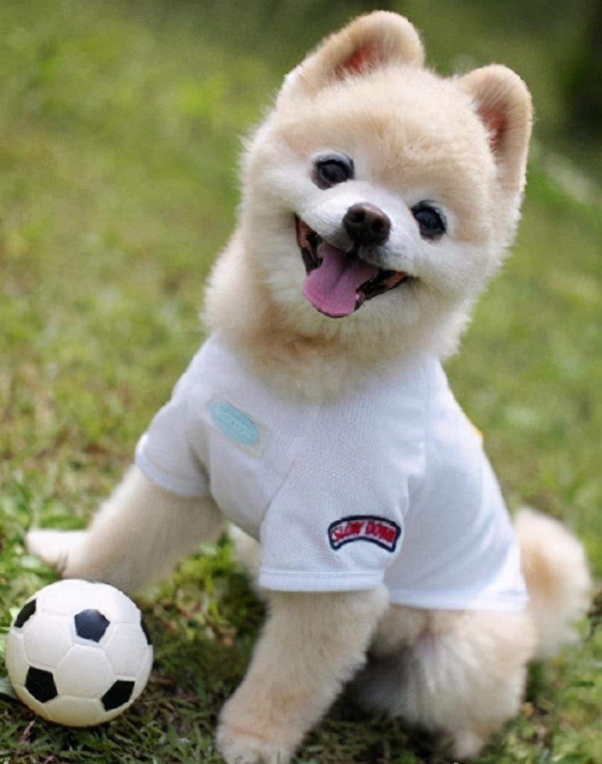 训练博美狗6大要点（博美犬怎么训练）