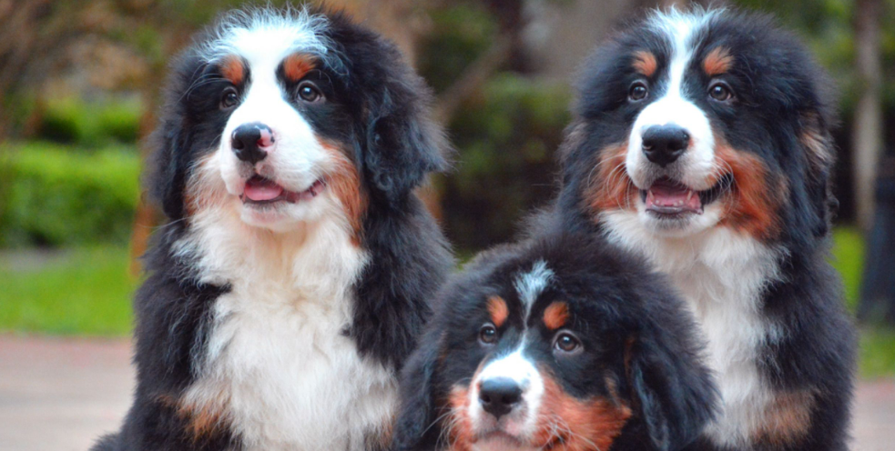 伯恩山犬如何养