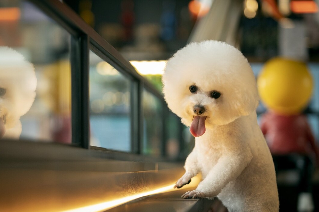 比熊和博美的优缺点(比熊和博美哪个好养)