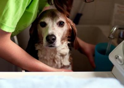 狗能用人的沐浴露吗（别再给狗狗用人的沐浴露了）