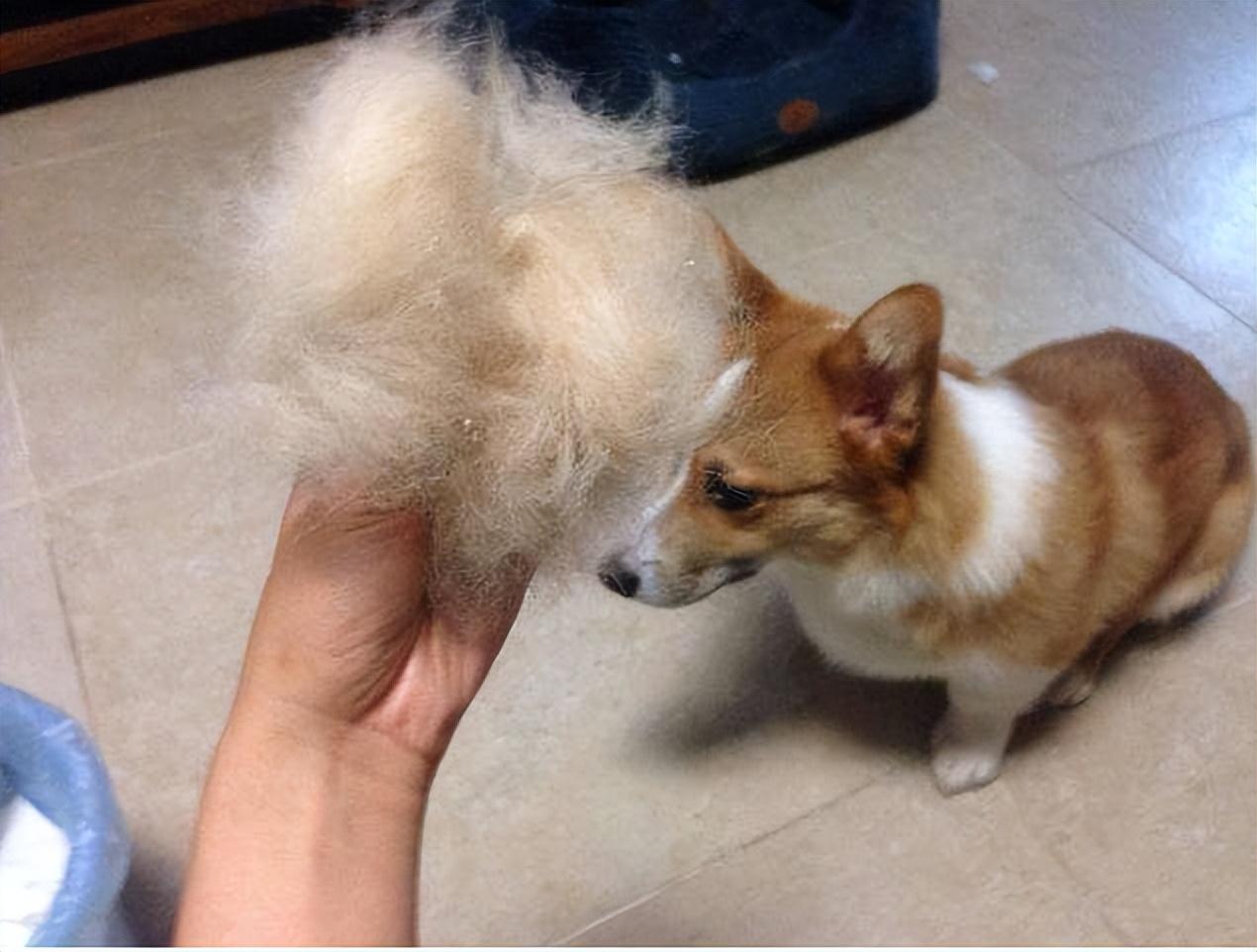 养柯基的九大好处和坏处（柯基犬的优缺点有哪些）