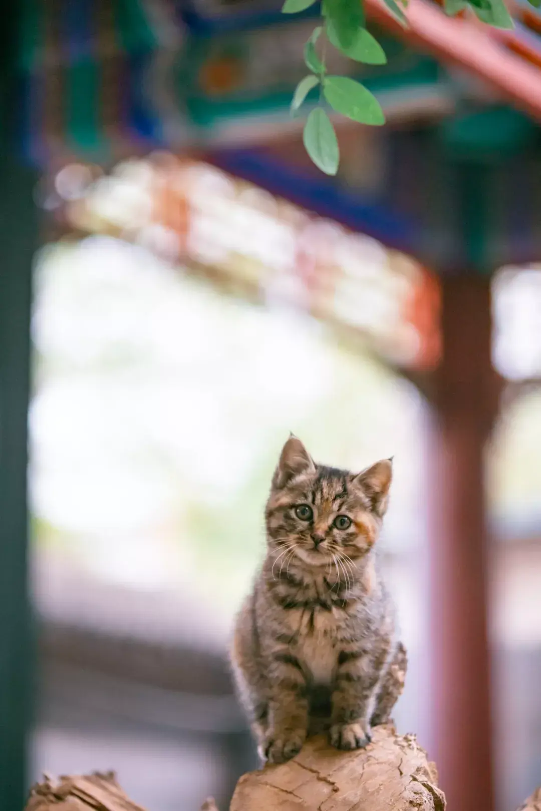 萌猫图片大全（猫咪图片可爱又呆萌）