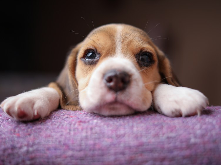 狗的口水有毒吗