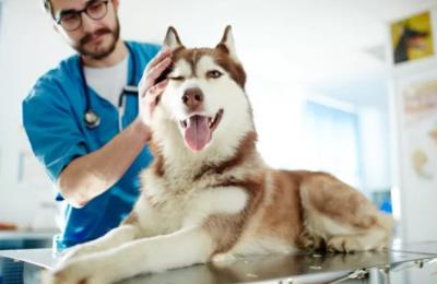 狗狗食欲不好是什么原因（详解：狗狗挑食的常见原因和解决办法）